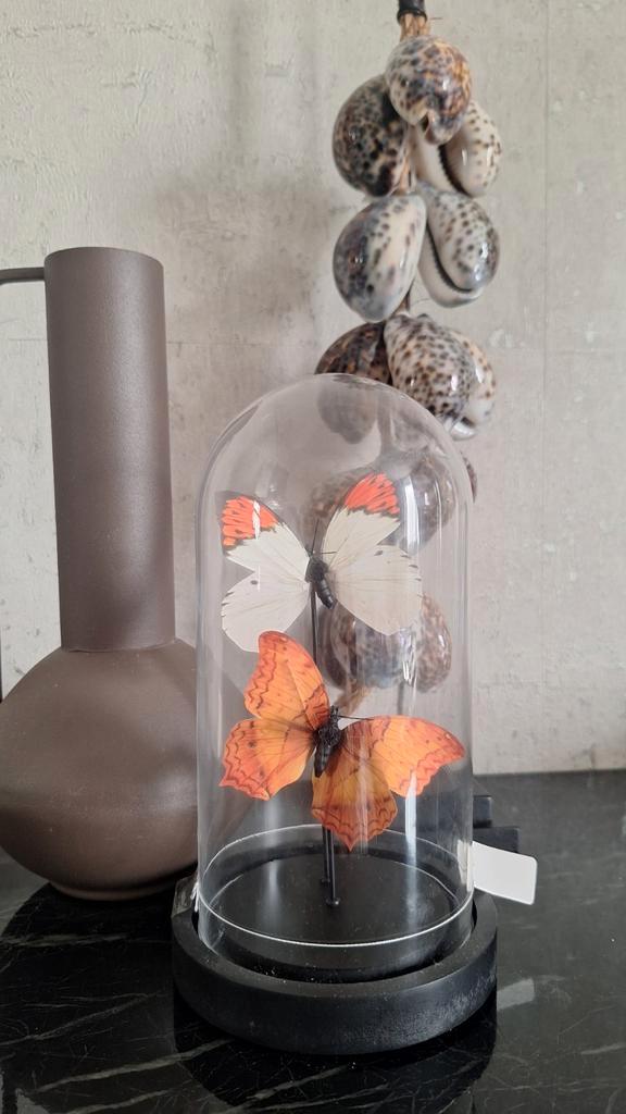 Mooie stolp met faux vlinders oranje wit vakkenkast chique, Huis en Inrichting, Woonaccessoires | Overige, Nieuw, Ophalen of Verzenden