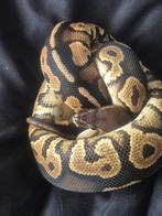 Koningspython, Dieren en Toebehoren, Reptielen en Amfibieën