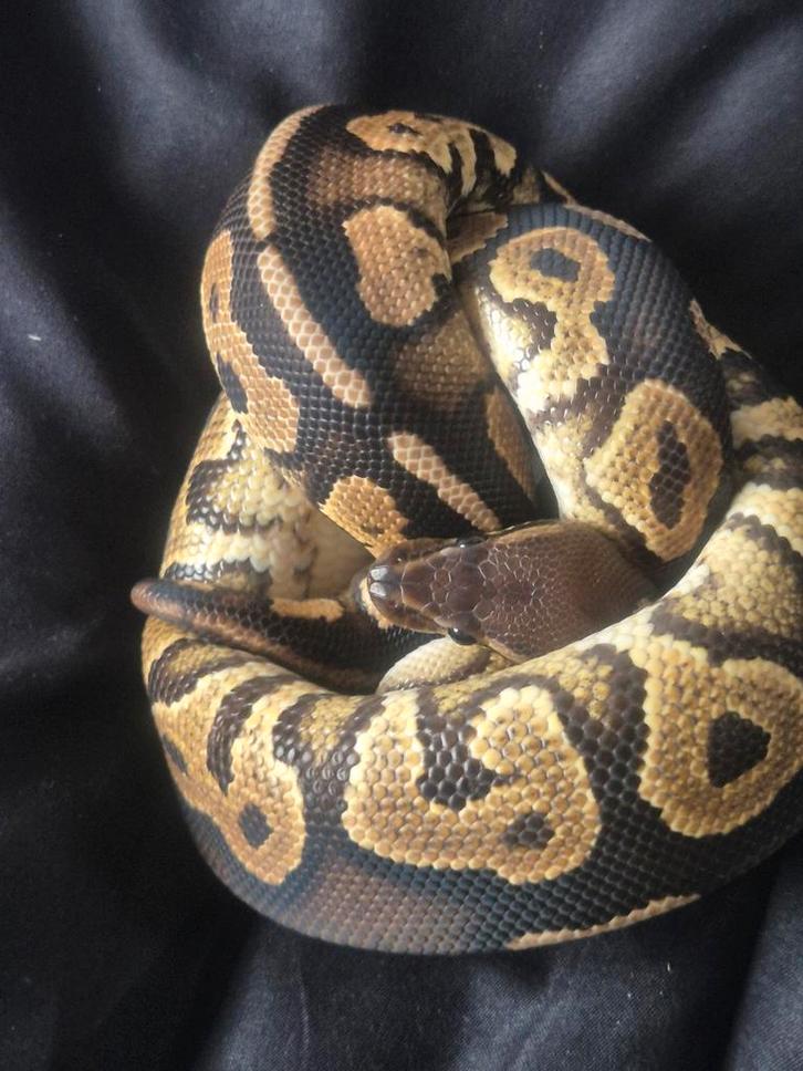 Koningspython