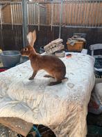 Te koop Belgische hazen, Dieren en Toebehoren, Meerdere dieren, Groot