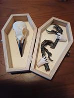 Schedel kraai., Verzamelen, Dierenverzamelingen, Ophalen of Verzenden, Gebruikt, Vogel, Schedel