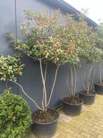 Photinia Red Robin glansmispel meerstammig 250 cm nu eur 250, 100 tot 250 cm, Zomer, Volle zon, In pot