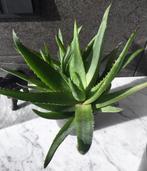 Bio Aloe Vera in de terracotta bloempot binnenpot diverse, Huis en Inrichting, Kamerplanten, Vetplant, Ophalen of Verzenden, In pot