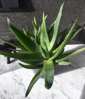 Bio Aloe Vera in de terracotta bloempot binnenpot diverse beschikbaar voor biedingen