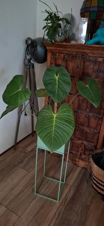  Philodendron Lynamii beschikbaar voor biedingen