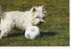kaart West Highland white Terrier, Ophalen of Verzenden, 1980 tot heden, Ongelopen, Hond of Kat