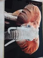 Glasschilderij olifant art, Ophalen, 125 cm of meer, Zo goed als nieuw, Schilderij