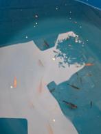 Baby koi, Dieren en Toebehoren, Vissen | Vijvervissen, Karper of Koi