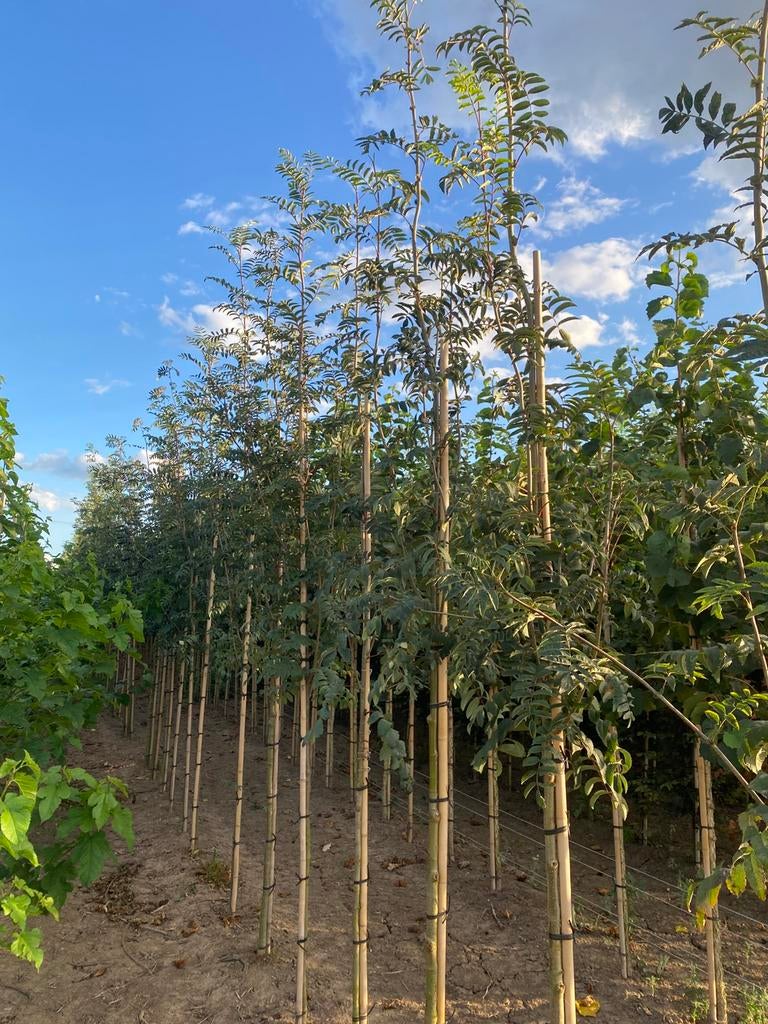 Sorbus lijsterbes, Ophalen, Lente, Overige soorten, 250 tot 400 cm