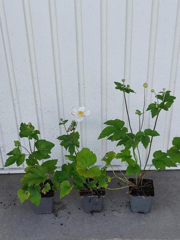 Anemone honorine jobert beschikbaar voor biedingen