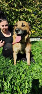 Medo zoekt een fijn baasje, 6 jaar of ouder, Rabiës (hondsdolheid), Buitenland, Groot