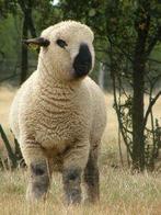 Gezocht Hampshire Down ooi, Vrouwelijk, Schaap