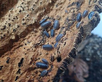 Cubaris sp 'Miyako'  beschikbaar voor biedingen