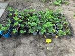 Biologische aardbeiplanten uit eigen moestuin, Ophalen, Volle zon, Groenteplanten, Eenjarig