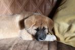 1 AKITA PUP - MAG NU WEG, Dieren en Toebehoren, Rabiës (hondsdolheid), 8 tot 15 weken, Eén hond, Nederland
