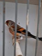 Bastaardputter man., Dieren en Toebehoren, Mannelijk