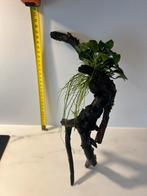 Driftwood met Anubias erop, Ophalen, Zo goed als nieuw, Plant(en), Steen of Hout