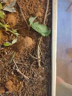 Wandelende tak sungaya inexpectata psg195, Dieren en Toebehoren, Insecten en Spinnen, Wandelende tak