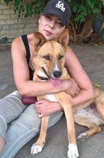 Erg lieve meisje zoekt huis., Dieren en Toebehoren, Honden | Niet-rashonden, Particulier, Rabiës (hondsdolheid), Buitenland, Teef