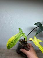 Philodendron florida beauty (1), Huis en Inrichting, Ophalen of Verzenden, Overige soorten, Minder dan 100 cm
