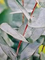 gezocht eucalyptus en acacia zaden, Ophalen, Volle zon