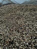 Voeder erwten, Ophalen of Verzenden