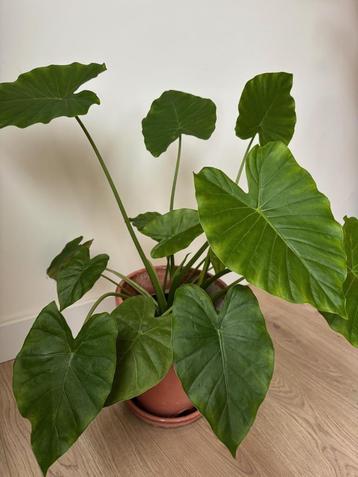 Alocasia Macrorrhiza (Olifantsoor) beschikbaar voor biedingen
