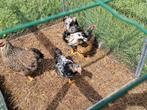 3 x wyandotte krielhaantjes. Zwart wit GRATIS, Dieren en Toebehoren, Pluimvee, Mannelijk, Kip
