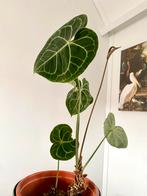 Anthurium Crystallinum, Huis en Inrichting, Overige soorten, In pot, Minder dan 100 cm, Groene kamerplant