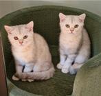 Raszuivere Brits (britse) korthaar kittens met stamboom, Dieren en Toebehoren, Katten en Kittens | Raskatten | Korthaar, Kater