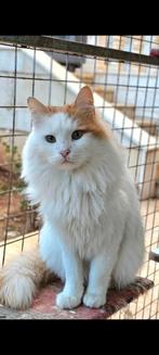 Grappige gezellige cubcake, Dieren en Toebehoren, Katten en Kittens | Overige Katten, Kater