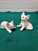 Beelden poezen wit groene ogen, Ophalen of Verzenden