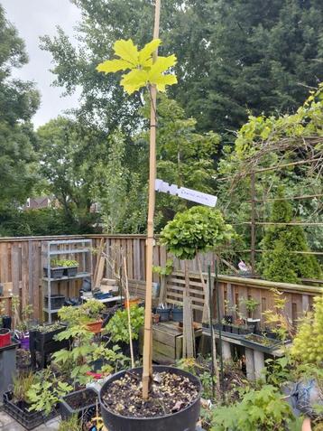 Quercus rubra, Amerikaanse eik (Rode) beschikbaar voor biedingen