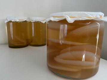 Verse Kombucha & Jun scoby’s en waterkefir. beschikbaar voor biedingen