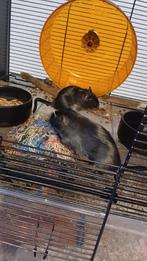 Gerbils met hok en toebehoren, Dieren en Toebehoren, Knaagdieren en Konijnen | Hokken en Kooien, Ophalen, Gebruikt, 60 tot 90 cm