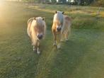 2 lieve shetlanders zoeken een nieuw huisje, Dieren en Toebehoren, Pony's, Ruin, Recreatiepony, Gechipt, 7 tot 10 jaar