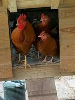 New Hampshire kriel, Dieren en Toebehoren, Meerdere dieren, Kip