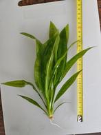 Echinodorus Amazonicus (bleheri/grisebachii) Zwaardplant, Ophalen of Verzenden, Nieuw, Plant(en), Steen of Hout