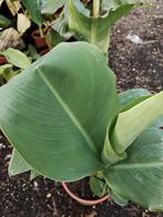 Canna roma, Tuin en Terras, Planten | Tuinplanten, Overige soorten, Volle zon, Vaste plant, Ophalen of Verzenden