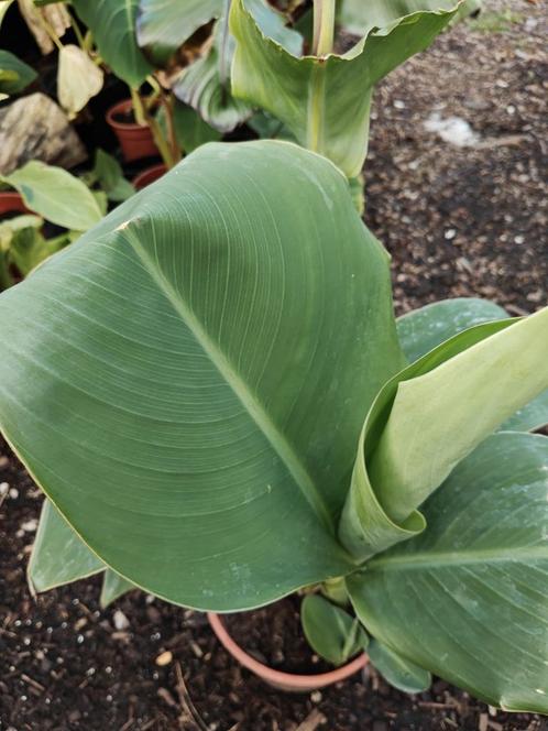 Canna roma, Tuin en Terras, Planten | Tuinplanten, Vaste plant, Overige soorten, Volle zon, Zomer, Ophalen of Verzenden