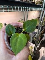 Anthurium redspider/forgettiXsuper silver, Ophalen of Verzenden, Overige soorten, Minder dan 100 cm