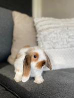 Hangoor konijntjes, Dieren en Toebehoren, Meerdere dieren, Middelgroot, Hangoor, 0 tot 2 jaar