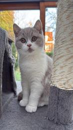 Britse korthaar, Poes, Gechipt, 0 tot 2 jaar