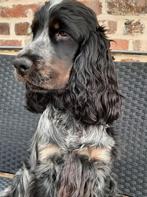Engelse cocker spaniel dekreu, Dieren en Toebehoren, België, Particulier, Rabiës (hondsdolheid), Reu