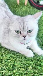 Mila britse korthaar kit, Dieren en Toebehoren, Katten en Kittens | Raskatten | Korthaar