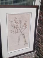 Oude plantillustratie naar Rumphia, 1885 igoede staat, Ophalen of Verzenden