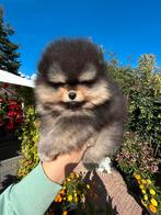 Pomeriaan/pomeranian pup Black & Tan reutje, Keeshond, Reu, CDV (hondenziekte), 8 tot 15 weken