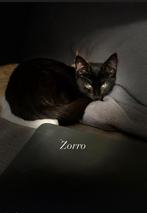 Katten, Dieren en Toebehoren, Poes