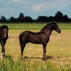 Fries hengstveulen zoekt maatje, Dieren en Toebehoren, Stalling en Weidegang