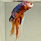 Betta splendens man 37, Vis